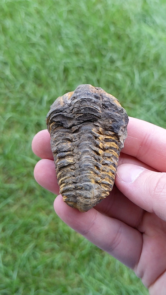 Flexicalymene Trilobite Fossil 76g