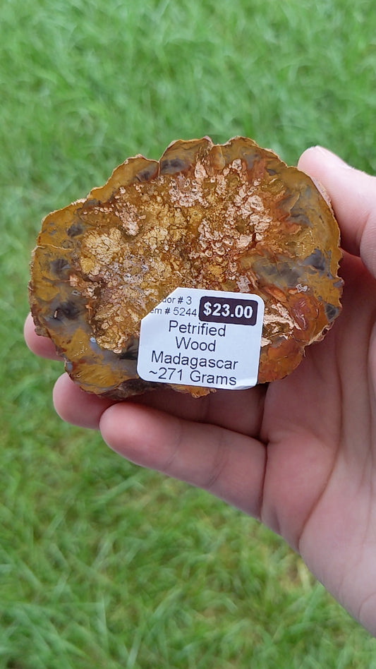 Petrified Wood 271g