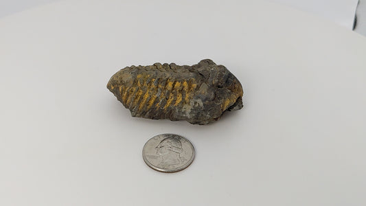 Flexicalymene Trilobite Fossil 76g