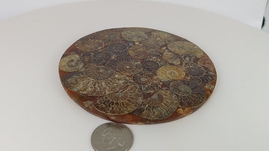 Ammonite Fossil Coaster 188g