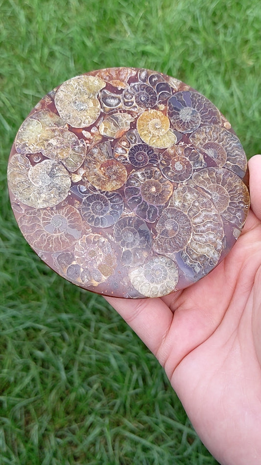 Ammonite Fossil Coaster 188g